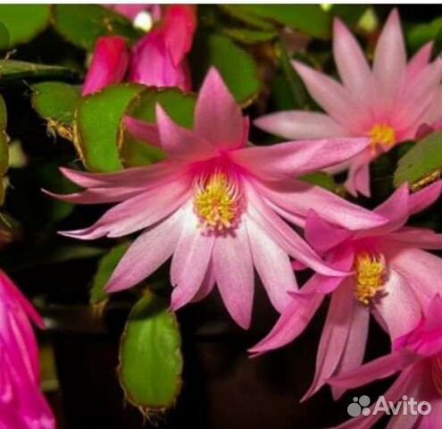 Цветок декабрист