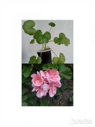 Пеларгония сортовая