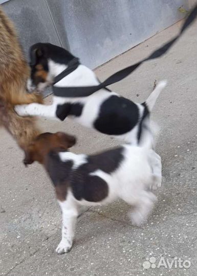 Фокстерьер гладкошерстный