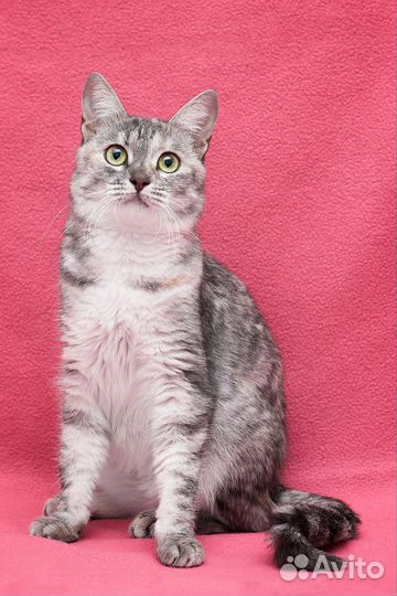 Ласковая Стефочка в дар