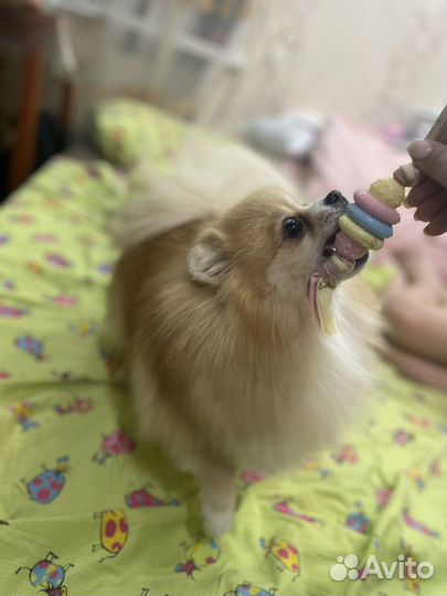 Шпиц. Вязка