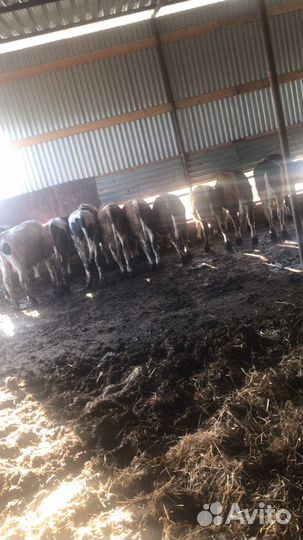 Навоз перегной с доставкой гозон камаз