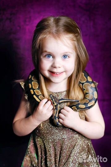 Змея питон в аренду для фотосессии