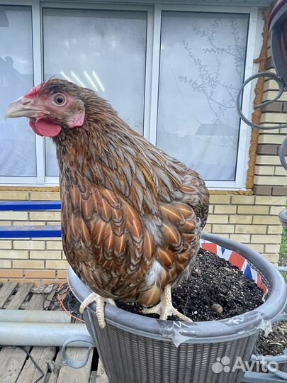 Куры виандот стандарт