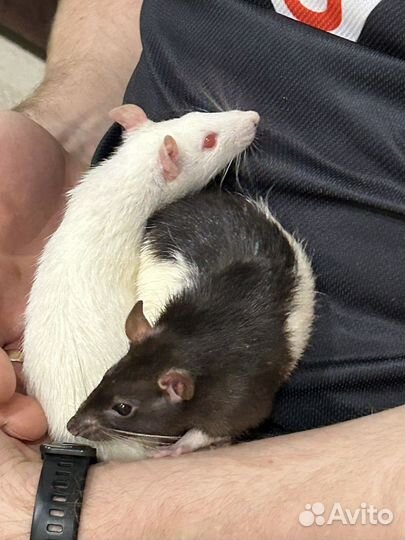 Крыса дамбо с клеткой