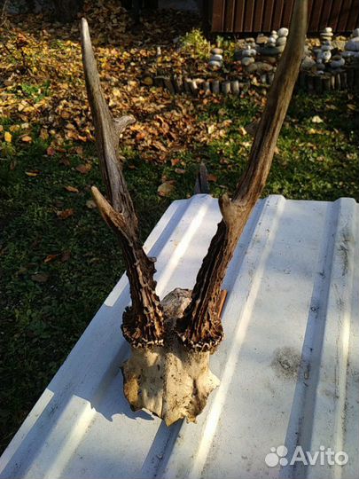 Рога оленя и косули