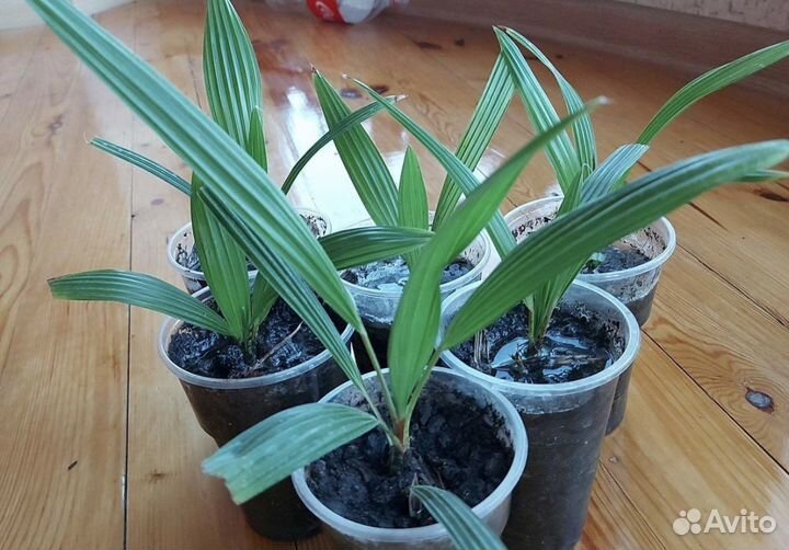 Пальма трахикарпус