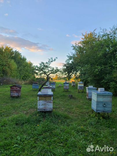 Мёд натуральный