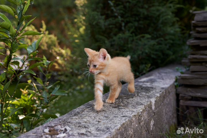 Прелестные котята в добрые руки