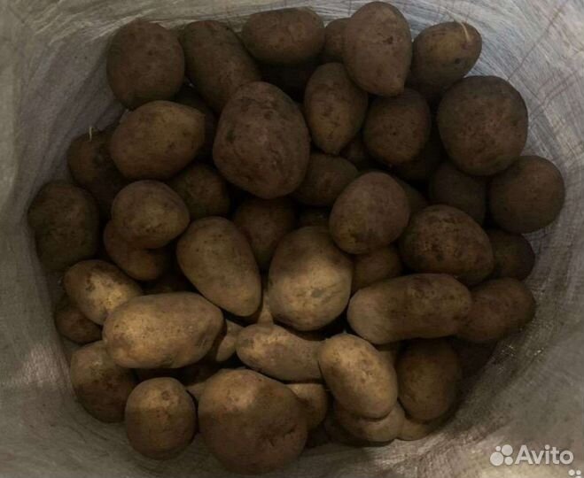 Картошка