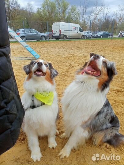 Передержка для собак и кошек