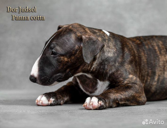 Бультерьер стандарт (девочка). доставка по РФ