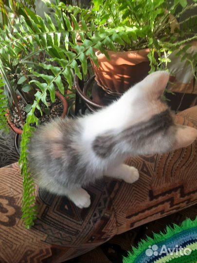 Трехцветная кошечка