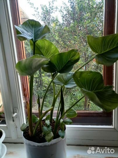 Комнатные растения