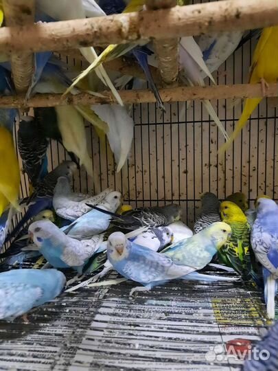 Волнистые попугаи