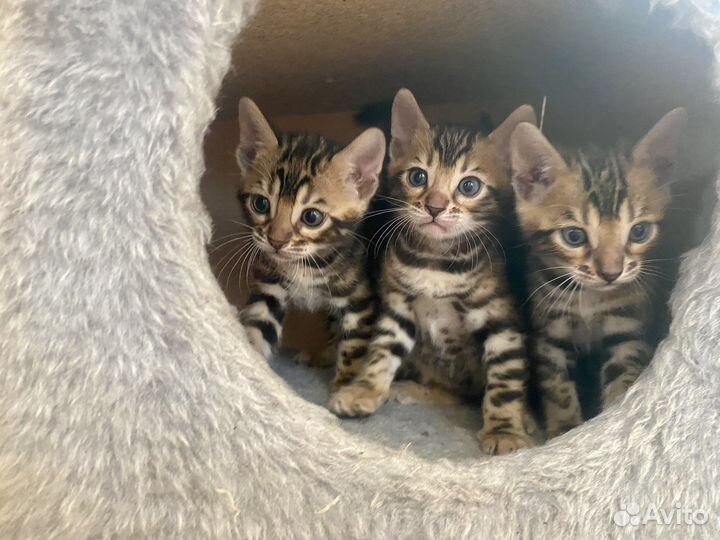 Бенгальские котята