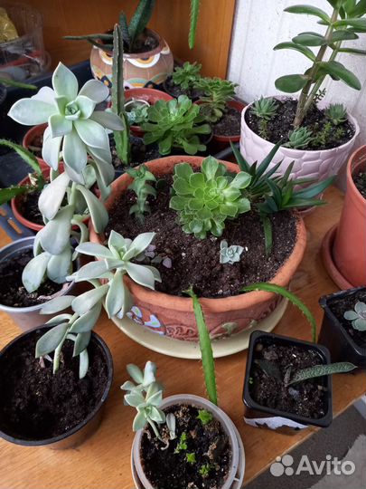 Суккуленты. Флорариум