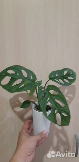 Монстеры манки и минима, эсхинантус