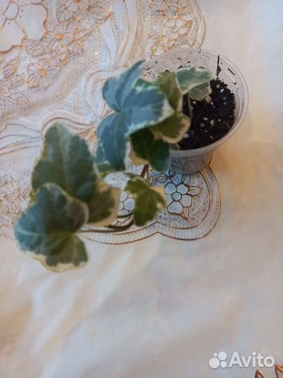 Плющ хедера варигатный