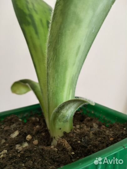 Гемантус белоцветковый