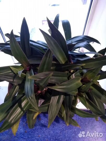 Растение Рео