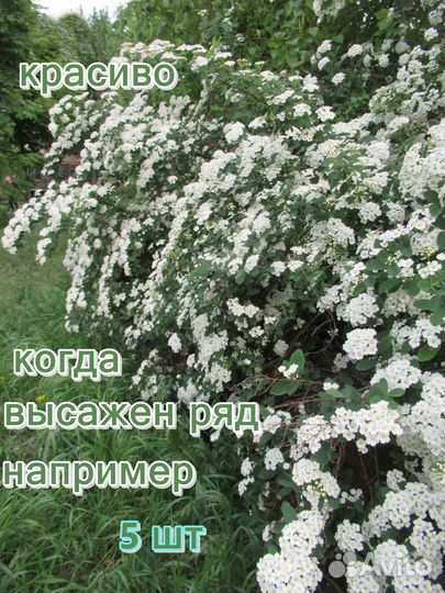 Цветущие кустарники. Миндаль. Спирея (невеста)