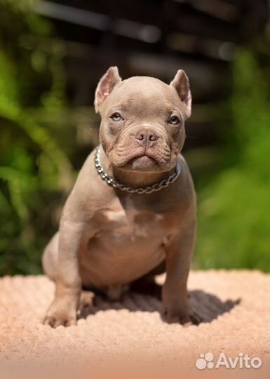 Американский булли - микро мальчик