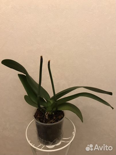 Орхидея фаленопсис