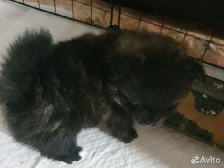 Щенки помчи, 2 мальчика