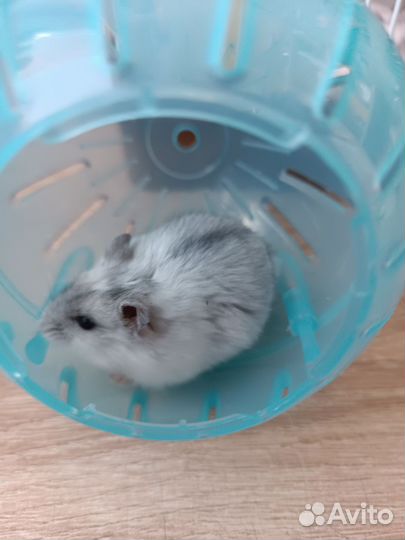 Джунгарские хомяки