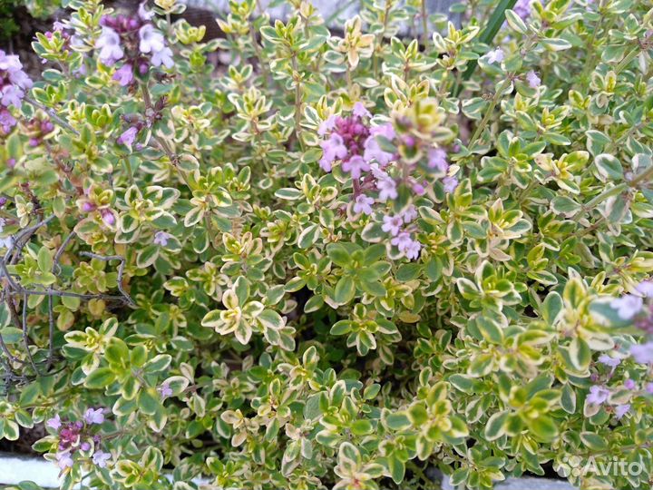 Тимьян лимонный (чабрец). Многолетник. Ароматный