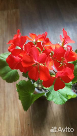 Пеларгония герань