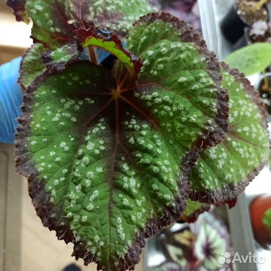 Бегония декоративно лиственная