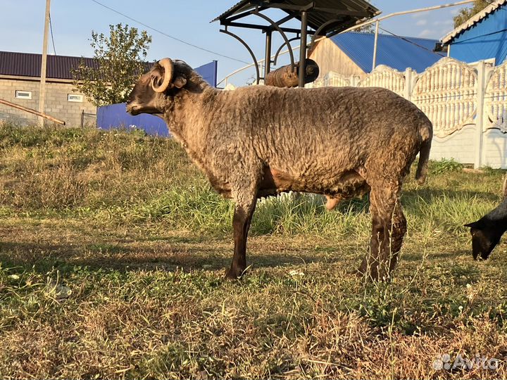 Овцы бараны