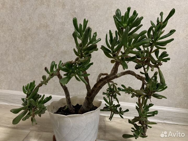 Крассула Овата Хоббит