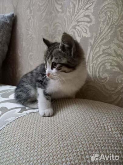 Кошка в дар