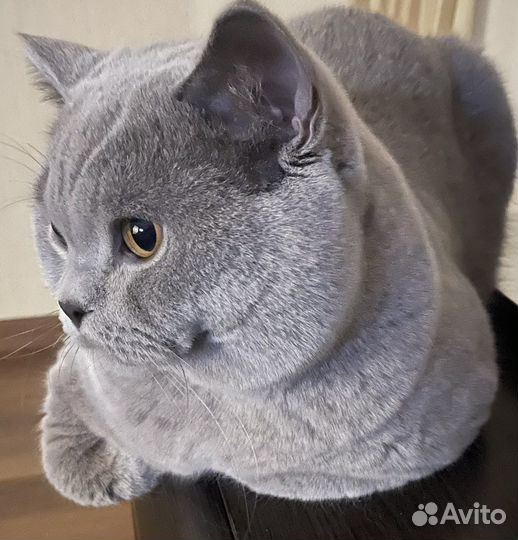 Британская
