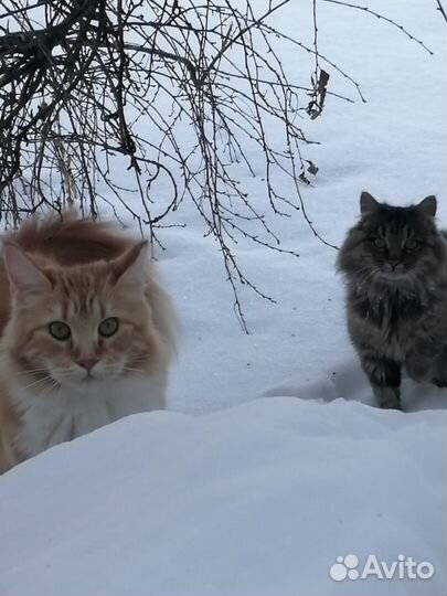 Котята мейн-кун