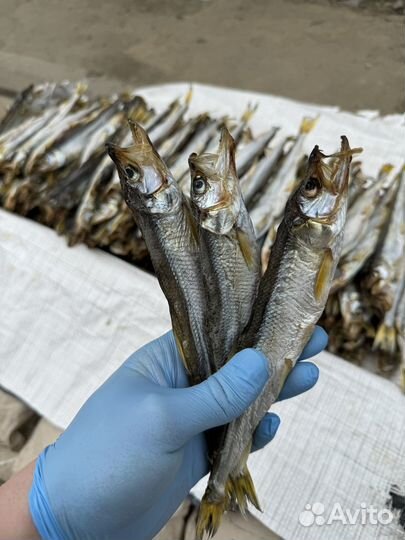 Оптом Вяленая корюшка
