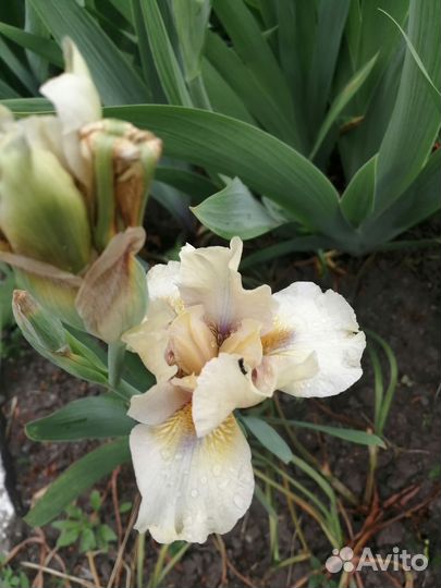 Ирисы бородатые и сортовые