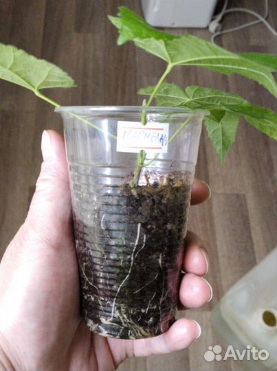 Абутилон карликовый