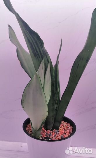 Сансевиерия Муншайн бразилиан мутант