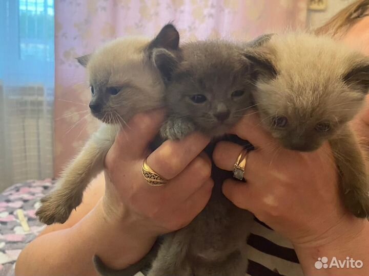 Котята в добрые руки