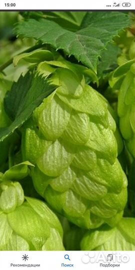 Душице, зверобой, иван чай, корень хрена