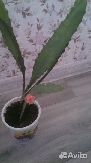 Кактус орхидея