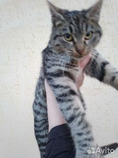 Кошка в дар бесплатно