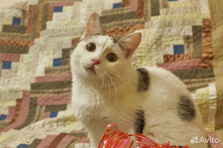 Котёнок Асик