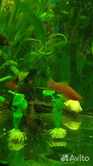 Аквариумные рыбки