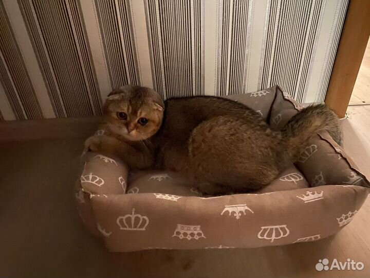 Шотланская вислоухая кошечка ищет опытного жениха