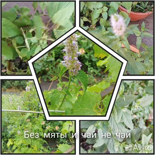 Лучшее растение в саду-мята